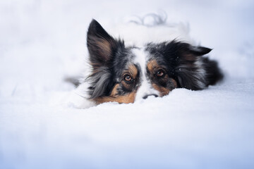 Blue merle border collie dog in snow