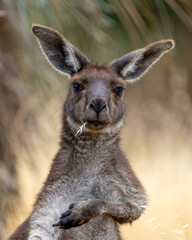 Closeup of a kangaroo chewing on grass in Australia's Deep Creek Conservation Park