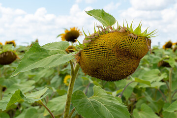 Macro of a growing sunflower with its bright yellow petals wilting from the end of the season. The background is white with a hint of blue from the sky. The flower has its seeds in the center.
