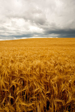 Dry field with thunderstorm on horizon.