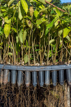 Tray with green seedlings, Parana,&Acirc;&nbsp;Brazil