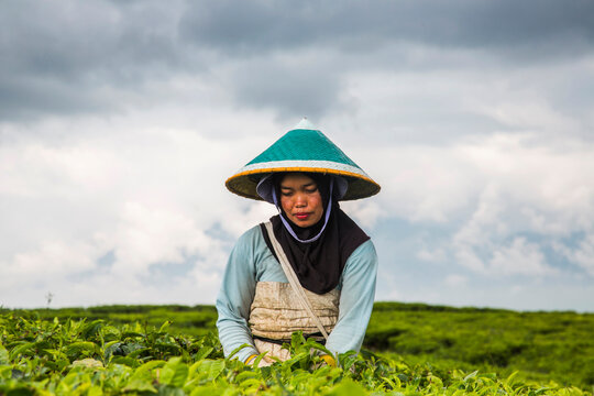 A woman harvests tea leaves at a tea plantation in the Kerinci Valley of Sumatra, Indonesia.