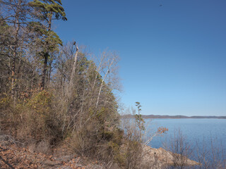 a group of trees on the bank of a lake