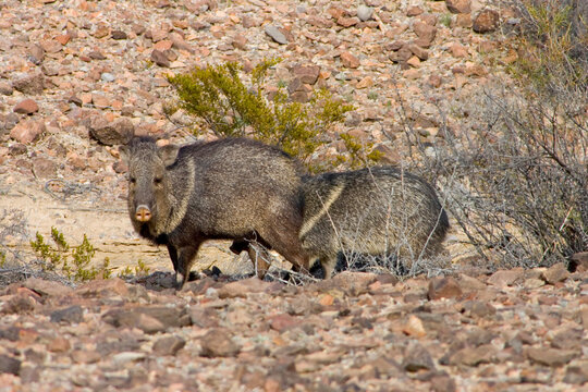 javelinas walk through the desert in Big Bend National Park, Texas