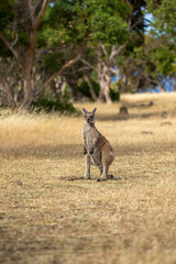 Obraz na płótnie Canvas Portrait of a young kangaroo in dry grass in South Australia