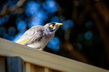 Australian Noisy Miner (Manorina melanocephala)