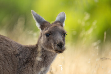 Close up of a kangaroo in South Australia