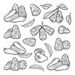 A set of chompu fruits (rose apple, Malabar plum): whole, cut, slices, leaves. Hand-drawn vector illustration.