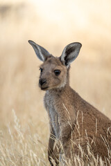 Portrait of a young kangaroo in dry grass in South Australia
