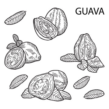 Guava fruit composition: whole, cut, half. Hand drawn vector illustration.