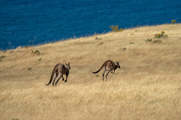 Kangaroos hopping along a hill side looking out to the ocean in South Australia