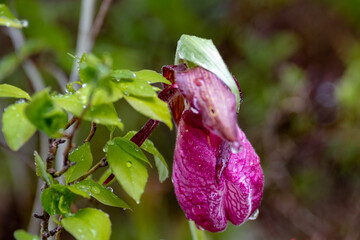 Closeup of a pink lady's slipper or moccasin, flower in bloom. The showy wild orchid, cypripedium,...