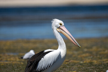 A Pelican bird in Australia at American River on Kangaroo Island