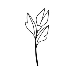 Fototapeta na wymiar Single hand drawn flower. Vector illustration in doodles style. Isolate on a white background.