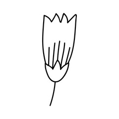 Single hand drawn tulip head. Vector illustration in doodles style. Isolate on a white background.