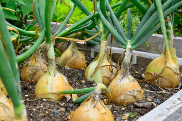Raw white onions with long thick green stalks attached to the bulb. The bottom of the onions has...
