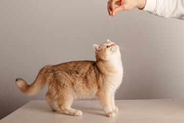 Playful tabby cat gazes up at a hand offering a treat, perfect for pet food or care promotions.