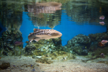Bright beautiful ocean fish in blue sea water