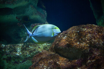 Bright beautiful ocean fish in blue sea water