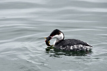 Horned Grebe Duck with winter colors floating on lake catches a fish and carries it in its beak