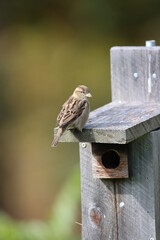 A female house sparrow perched on a bluebird box
