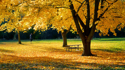 A woman walking on a public park with autumn leaf colour