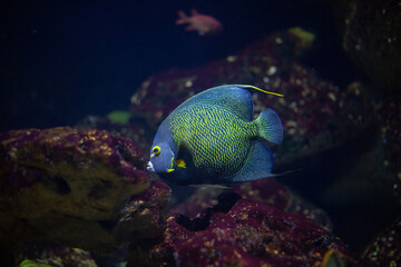 Fototapeta na wymiar Bright beautiful ocean fish in blue sea water