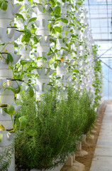 A greenhouse at a hydroponic farm with vegetable and herbs