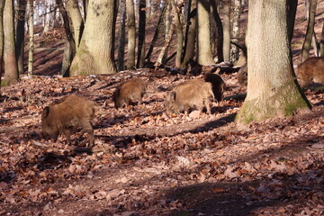 Wildschweine (Sus scrofa) in einem Tierpark