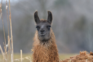 Close up portrait of a llama dark gray face with brown body