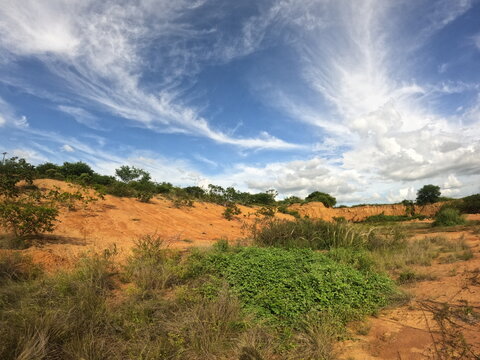 Vegetation of the caatinga biome (Brazilian savannas) on a summer afternoon, photo taken in Itaberaba, state of Bahia, Brazil in January 2023