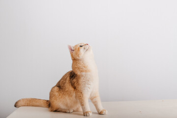 looking up cute red cat isolated on white background, space for text for your design