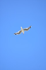 Red billed seagull with spread wings on blue sky background. Location: New Zealand