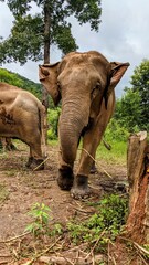 Elephants in Thailand Rainforest