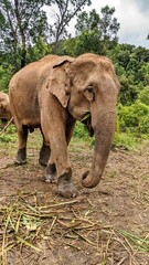 Fototapeta premium Elephants in Thailand Rainforest