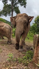 Fototapeta premium Elephants in Thailand Rainforest