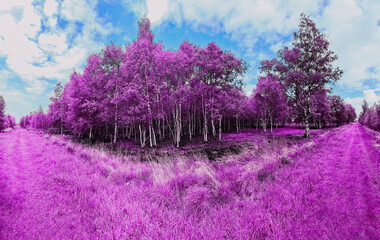 Beautiful pink and purple infrared panorama of a countryside landscape with a blue sky
