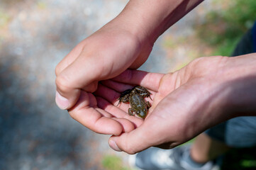 Closeup of kid or child hands holding small green or brown forest frog on sunny summer day. Care of environment concept.