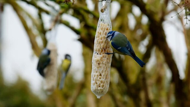 tits eat food. Bird feeders in winter.Birds peck food from the feeders. 4k footage