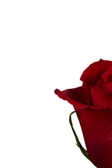 Valentine's Day. Flowers composition. frame made of rose flowers, background.