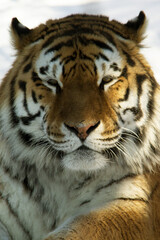 Fototapeta premium portrait of a tiger