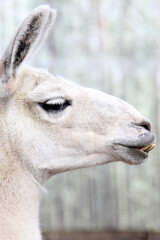 Obraz premium white llama portrait