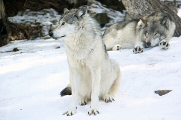 Amazing white wolf standing in snow with a sleepy wolf on backgroung