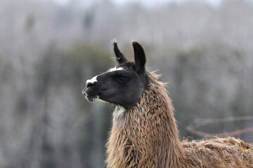 Portrait of a Llama with a black head and a tan colored body © Carol Hamilton