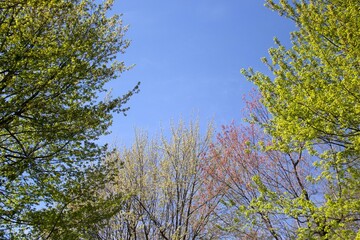 trees in the sky