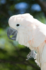 Portrait of a white cockatoo