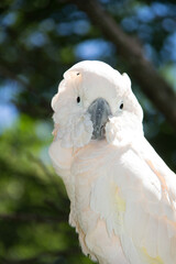 Portrait of a white cockatoo