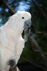 Portrait of a white cockatoo