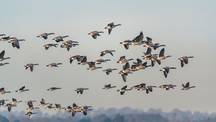 Canada Goose, Branta canadensis - Canada Geese in flight