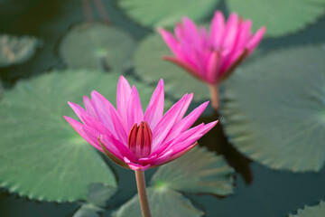 The lotus that emerges from the water. There are leaves on the surface of the water. The pink lotus...